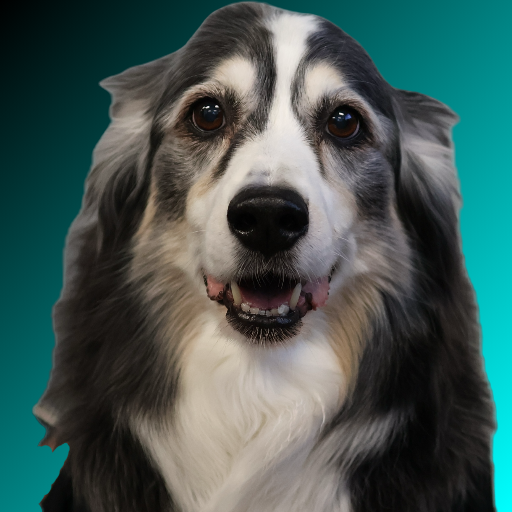 Auto Glass Professionals - Ozzy - Chief Furry Officer